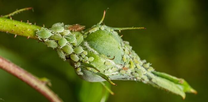 How to get rid of aphids without using chemicals