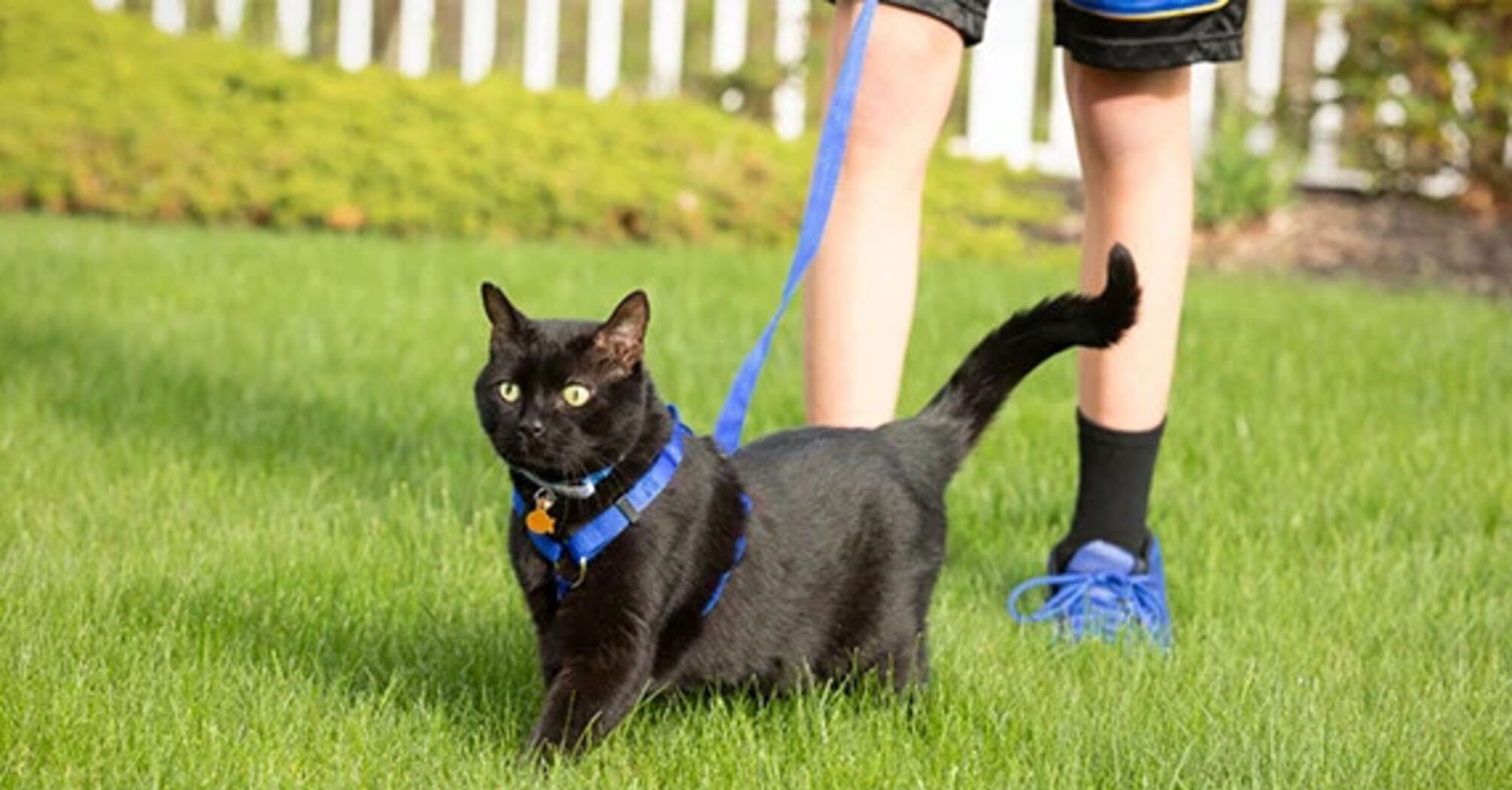 Is it possible to walk a cat on a leash