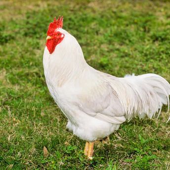 The 10 best breeds of laying hens