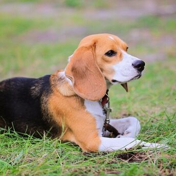 Is it worth buying beagle dogs