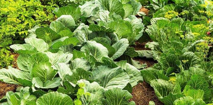 What to plant next to cabbage to protect it from pests and diseases