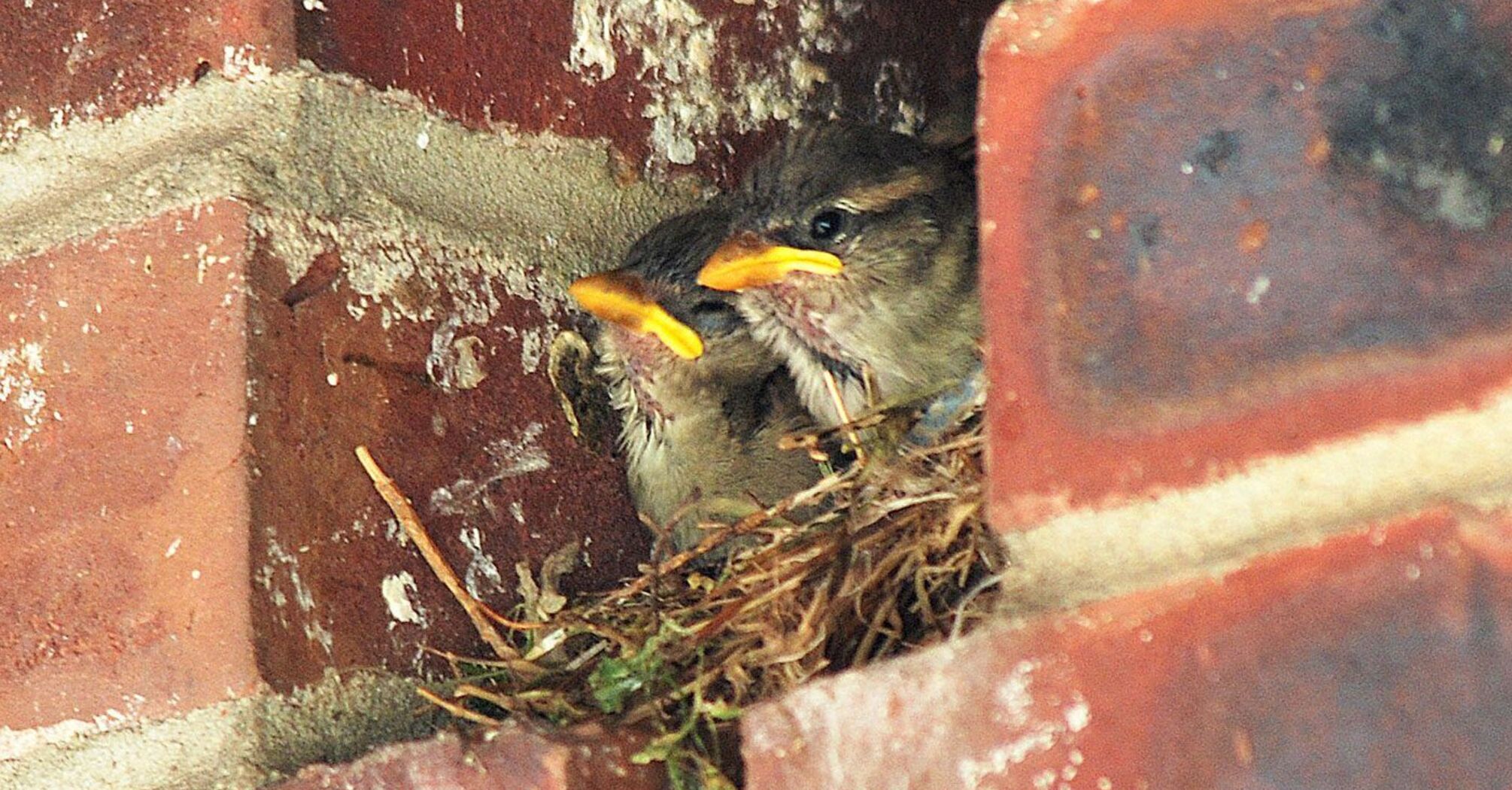What does it mean if a bird has made a nest near the house or on the balcony