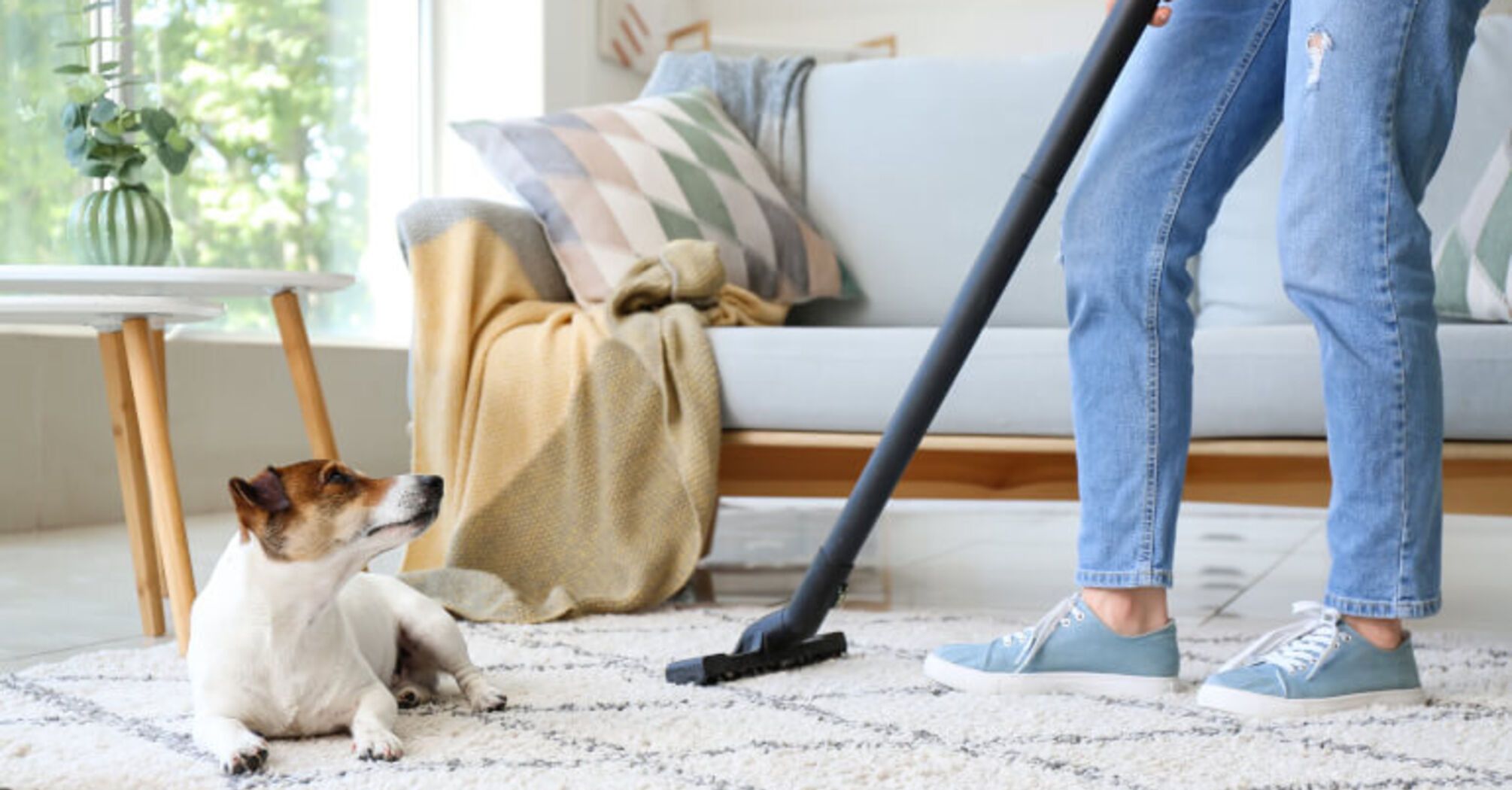 How to get rid of pet hair on carpets and furniture