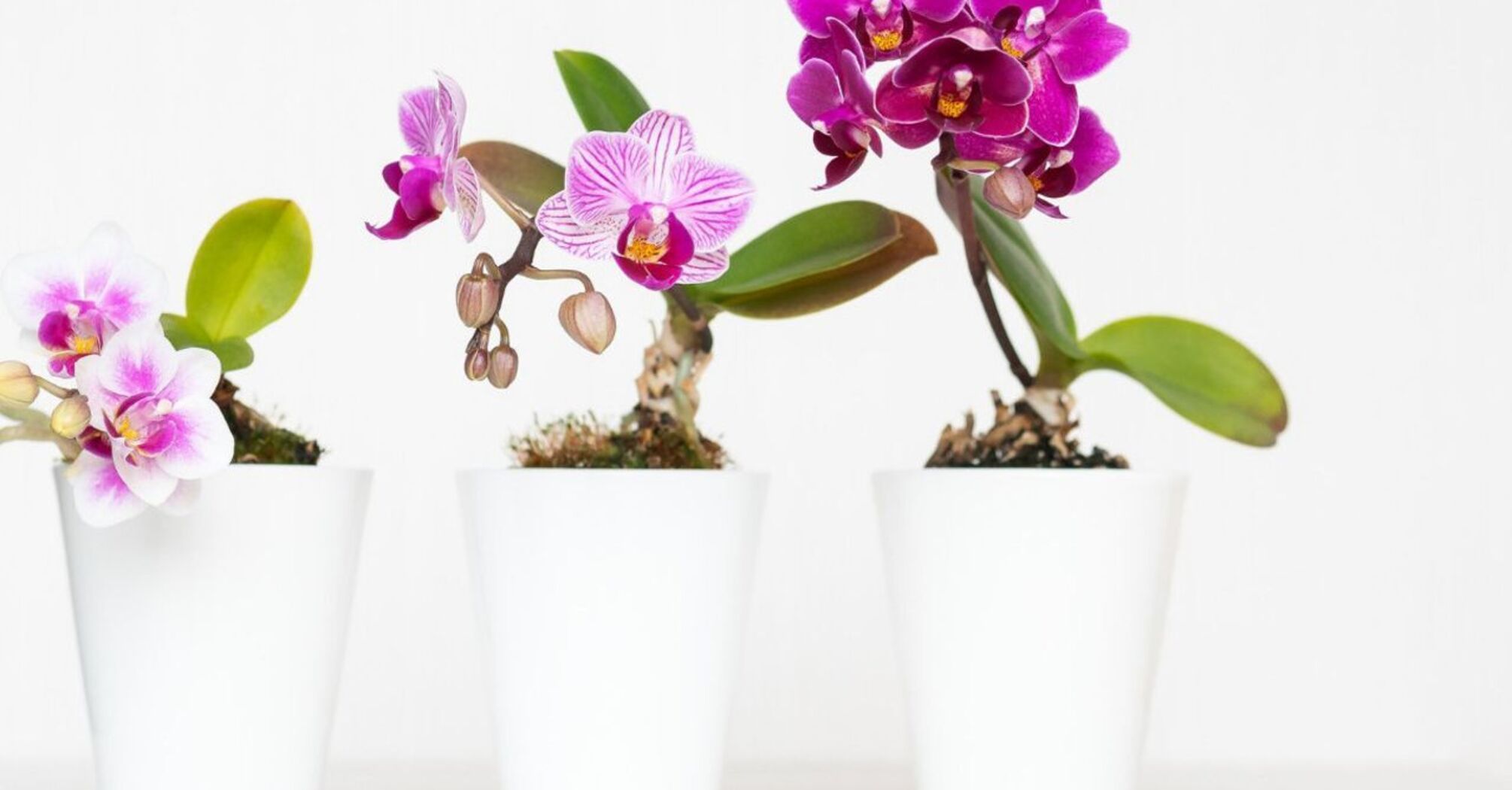 Penny-pinching orchid fertilizer made from ingredients found in every kitchen