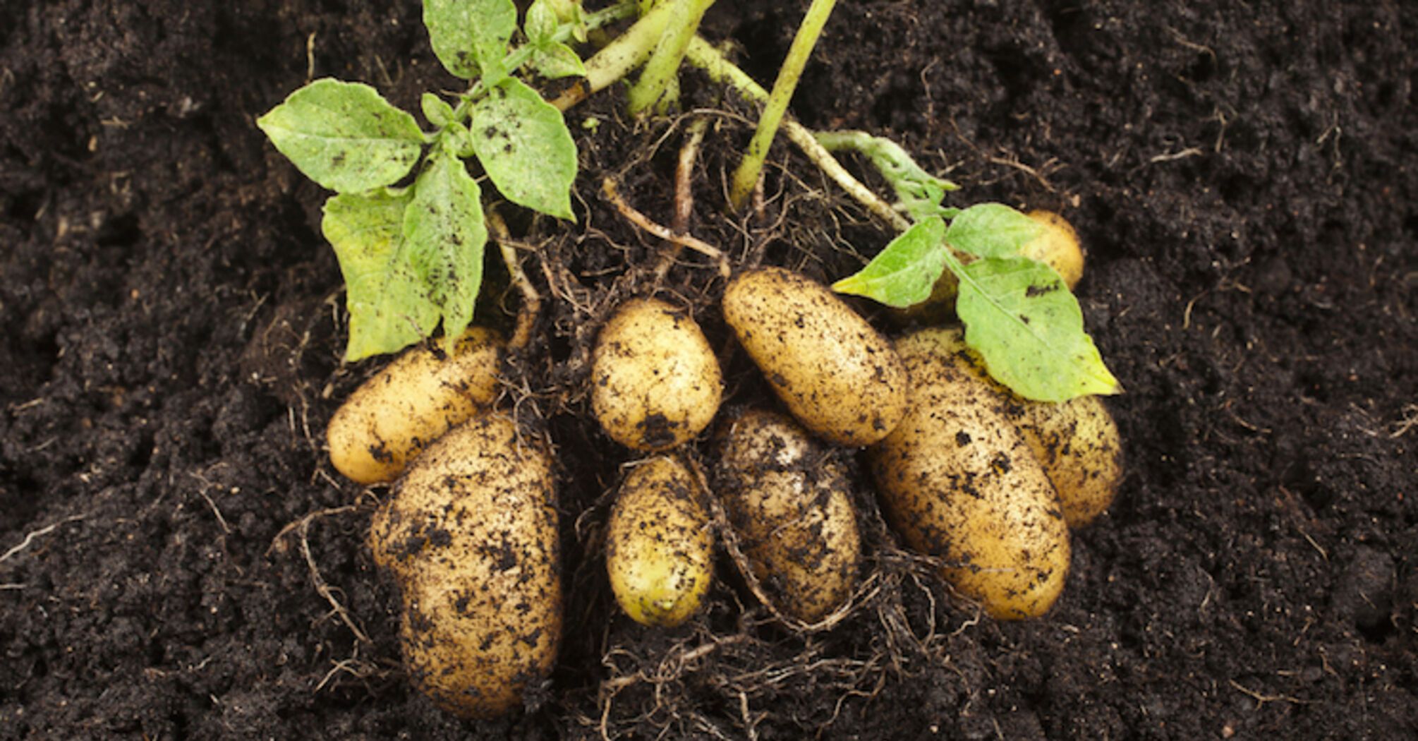How to quickly plant potatoes without extra effort