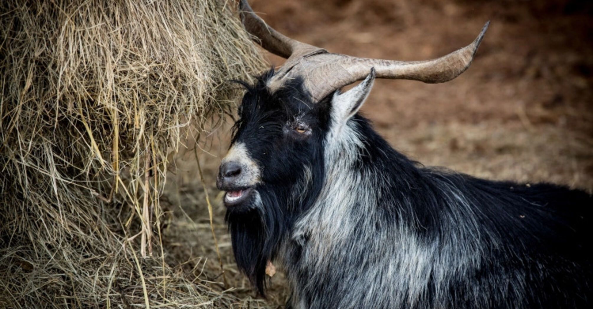 Italian island, they are looking for "foster families" for wild goats