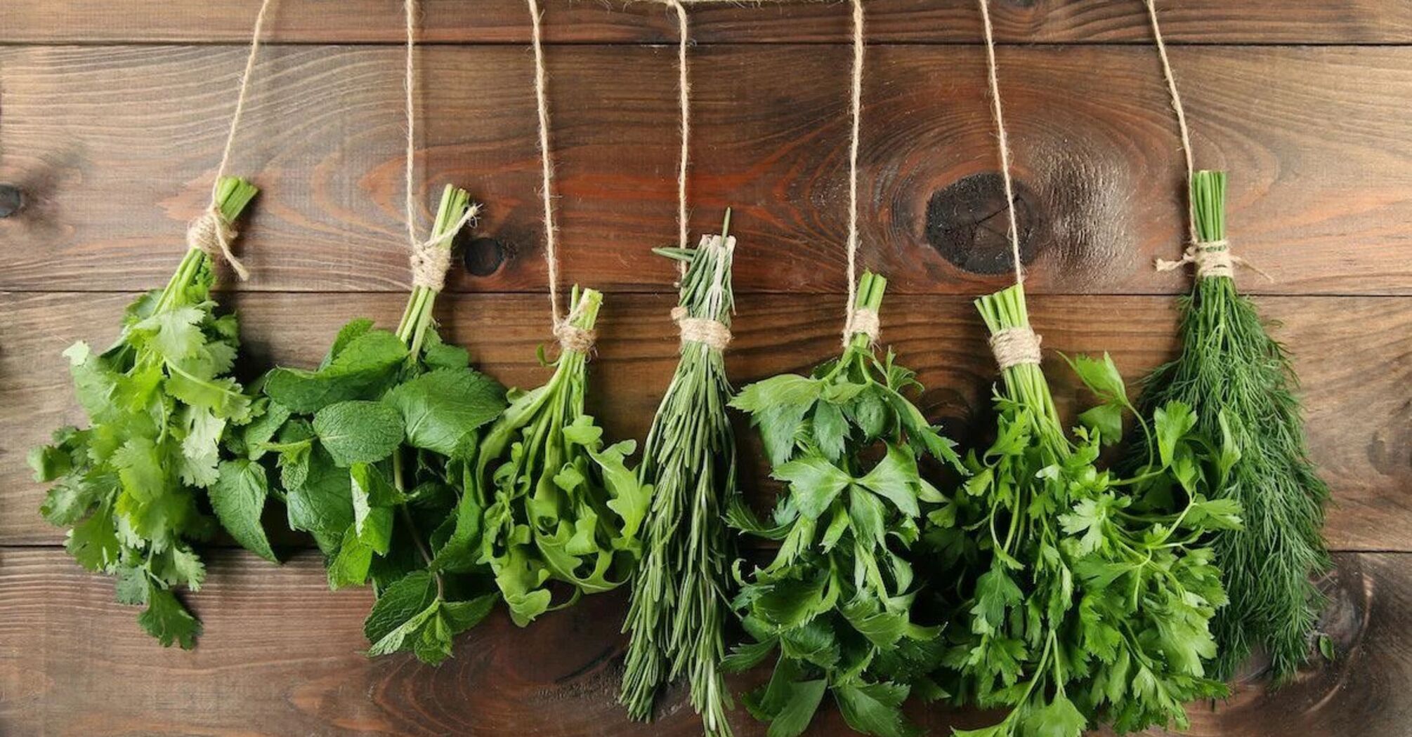 How to store herbs correctly how best to store dill and parsley