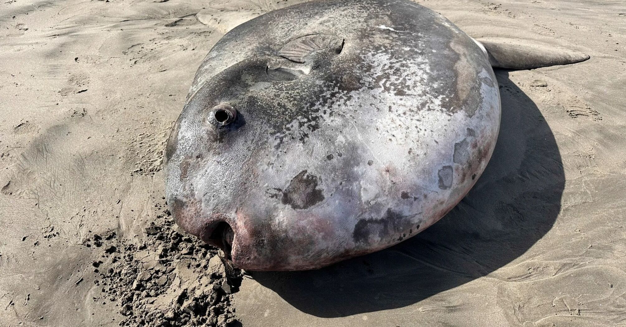 A 7-foot fish washed ashore in Oregon