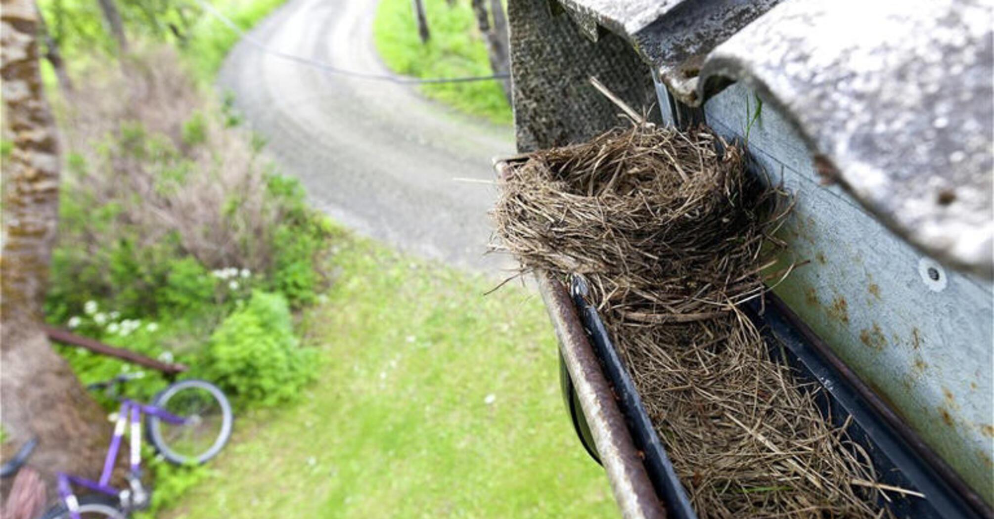 A bird has made a nest near the house