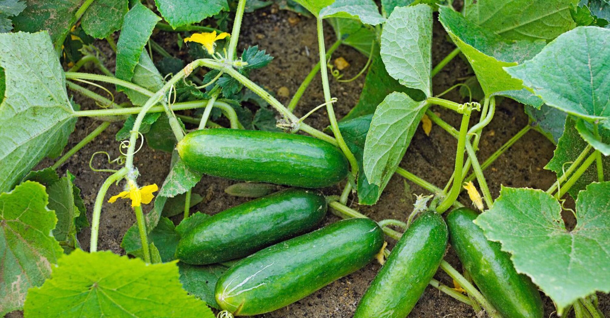 Top 5 high-yielding cucumber varieties