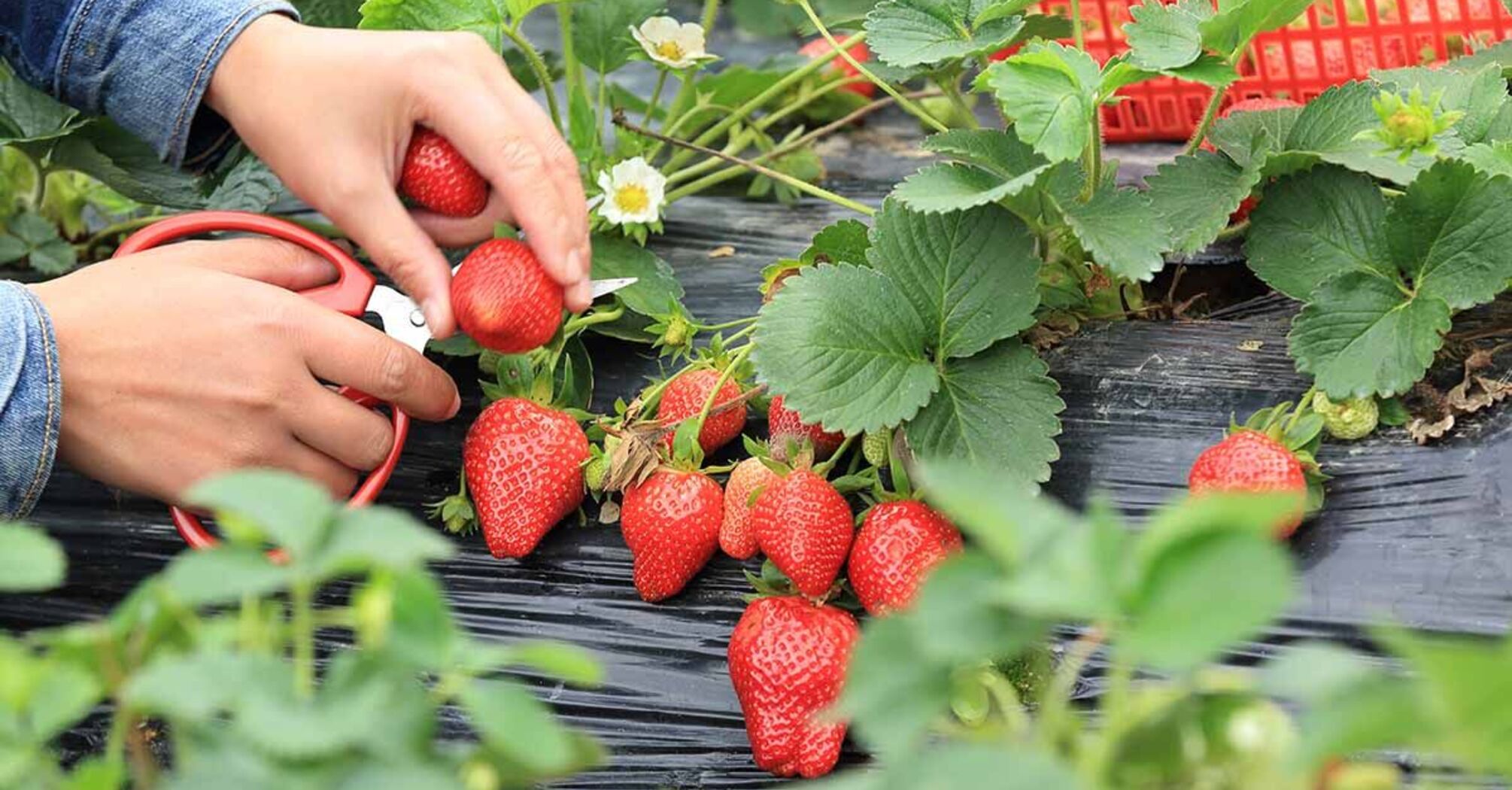 How to get the maximum strawberry harvest
