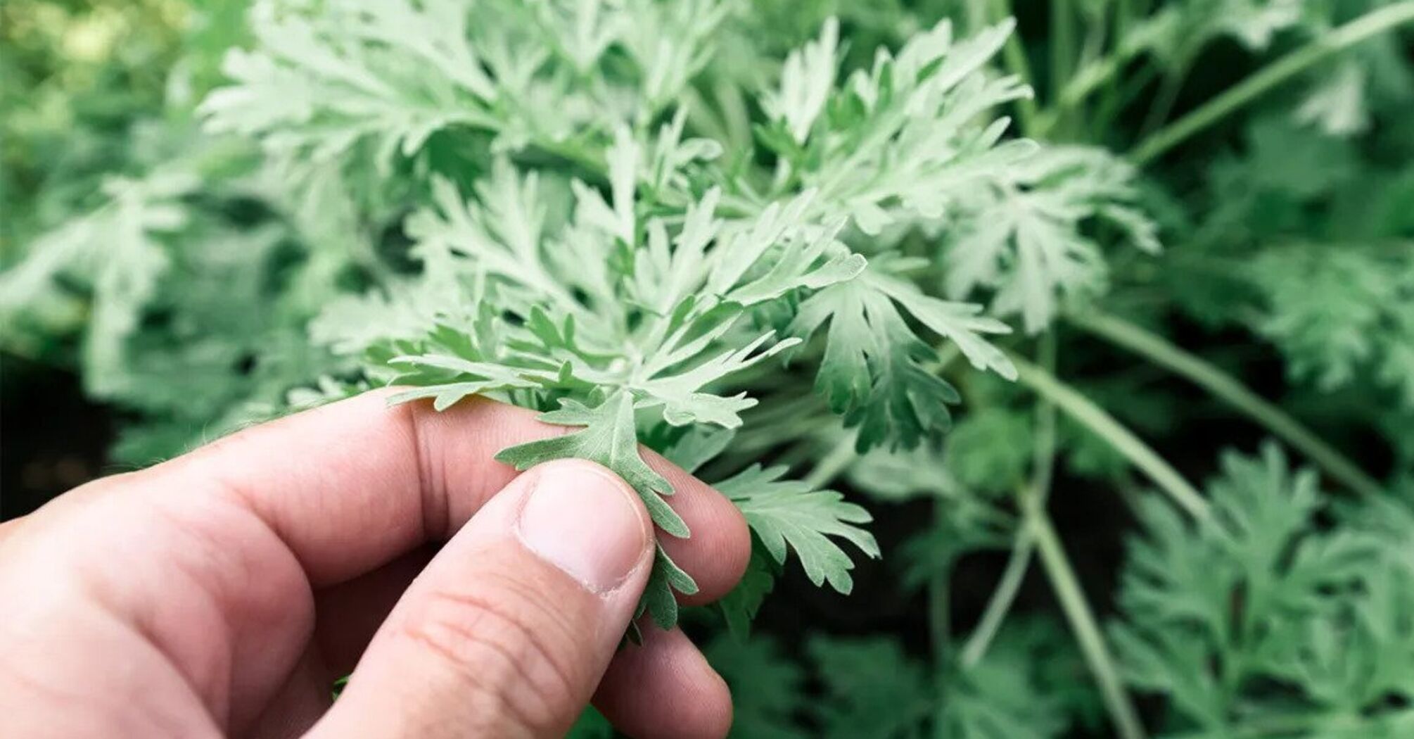 the benefits of wormwood in the garden and the benefits to human health
