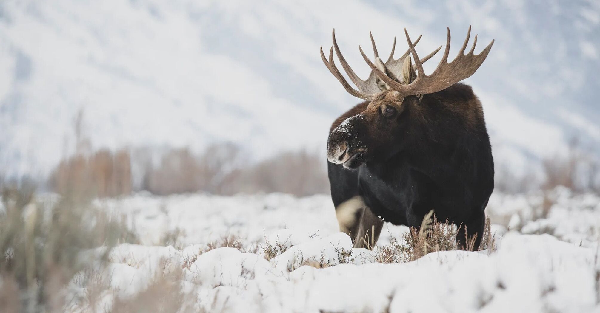 How moose survive in winter