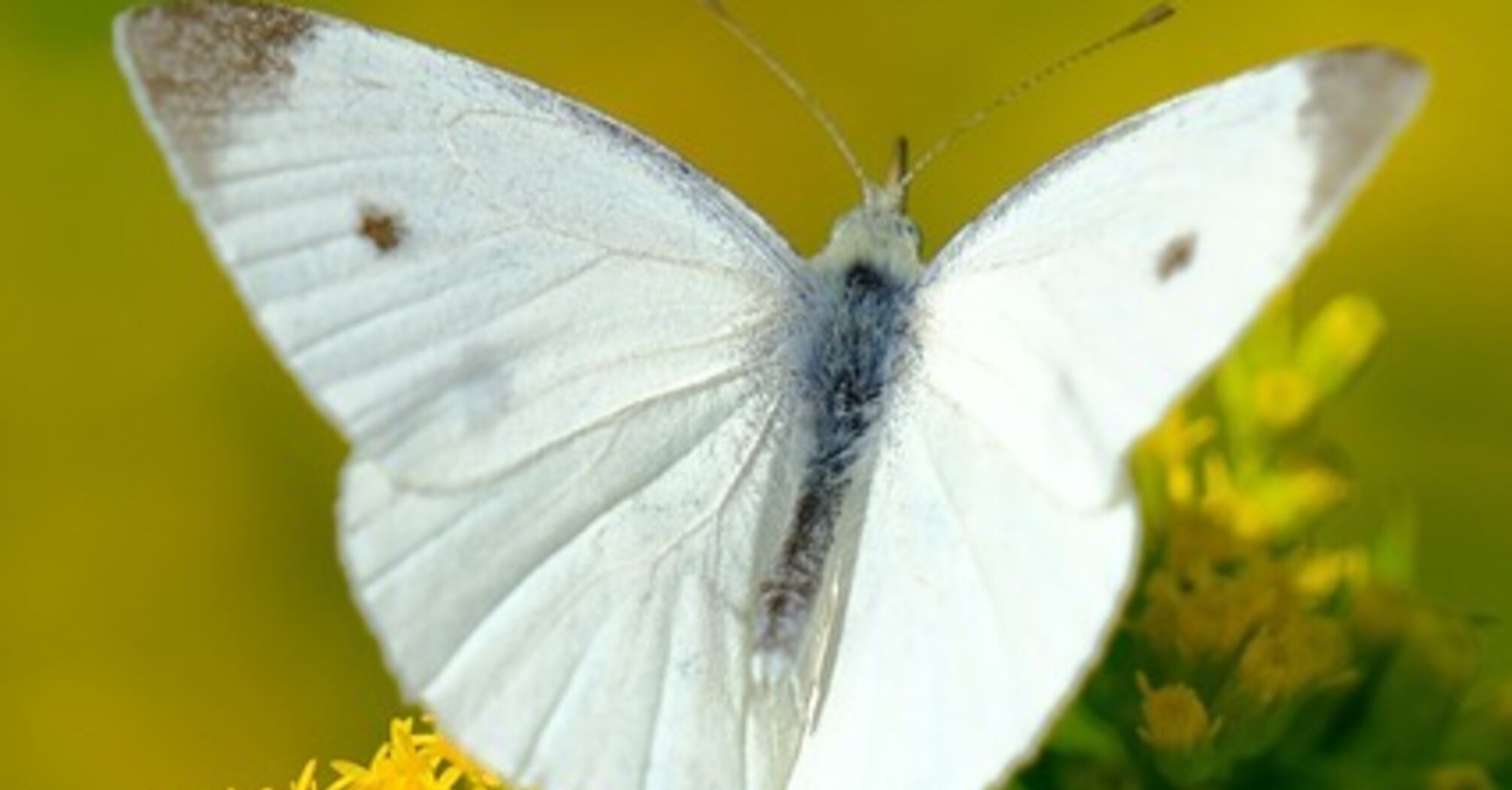 The spiritual significance of the white butterfly
