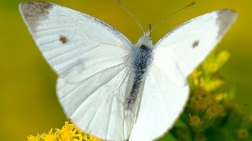 The spiritual significance of the white butterfly