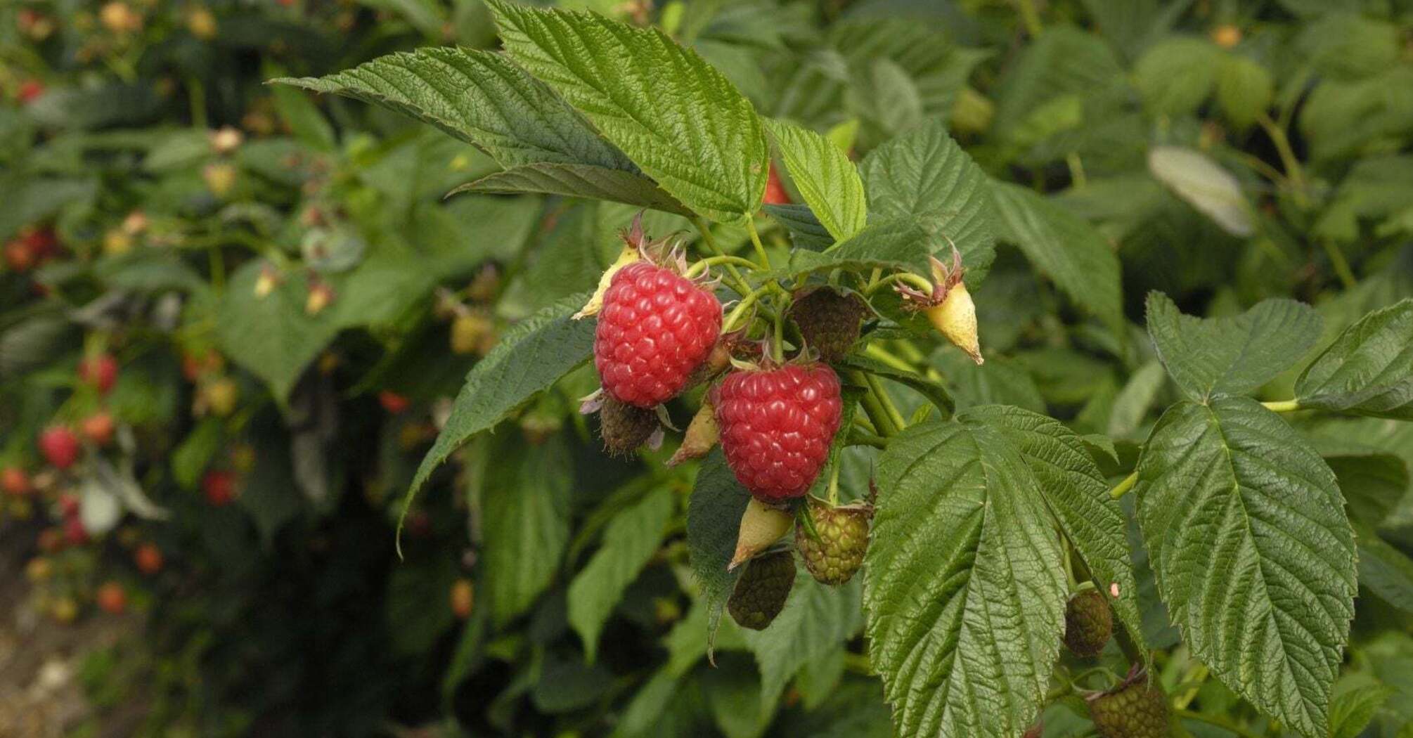 It is important to feed raspberries in time