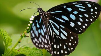 What is the meaning of black butterfly? Spiritual meaning and symbolism