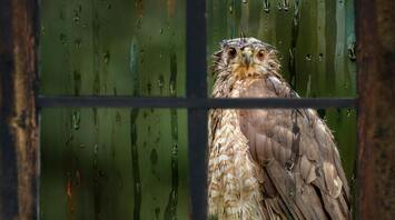 What is the meaning of the bird that crashed through the window?