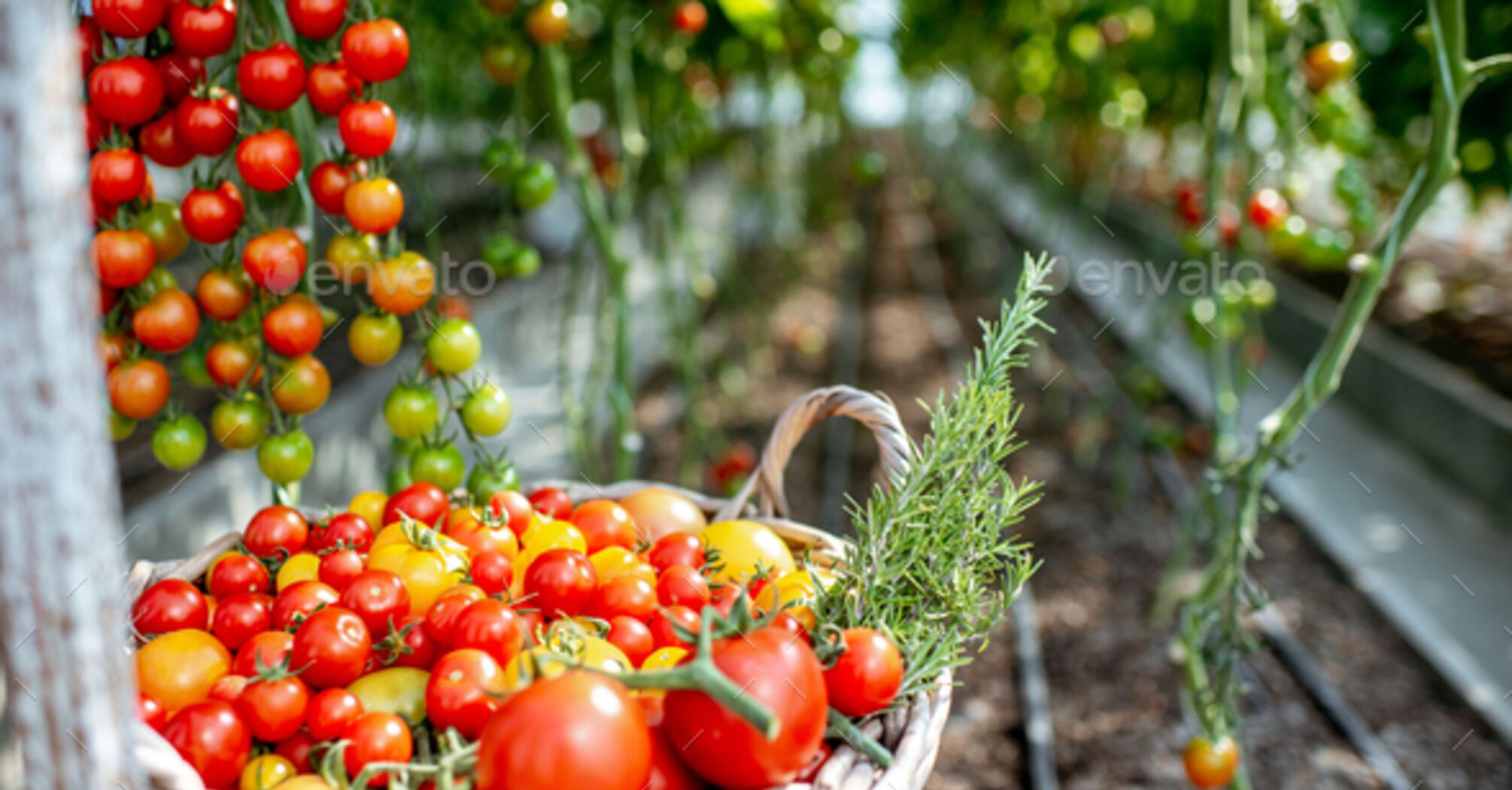 How to get a rich tomato harvest