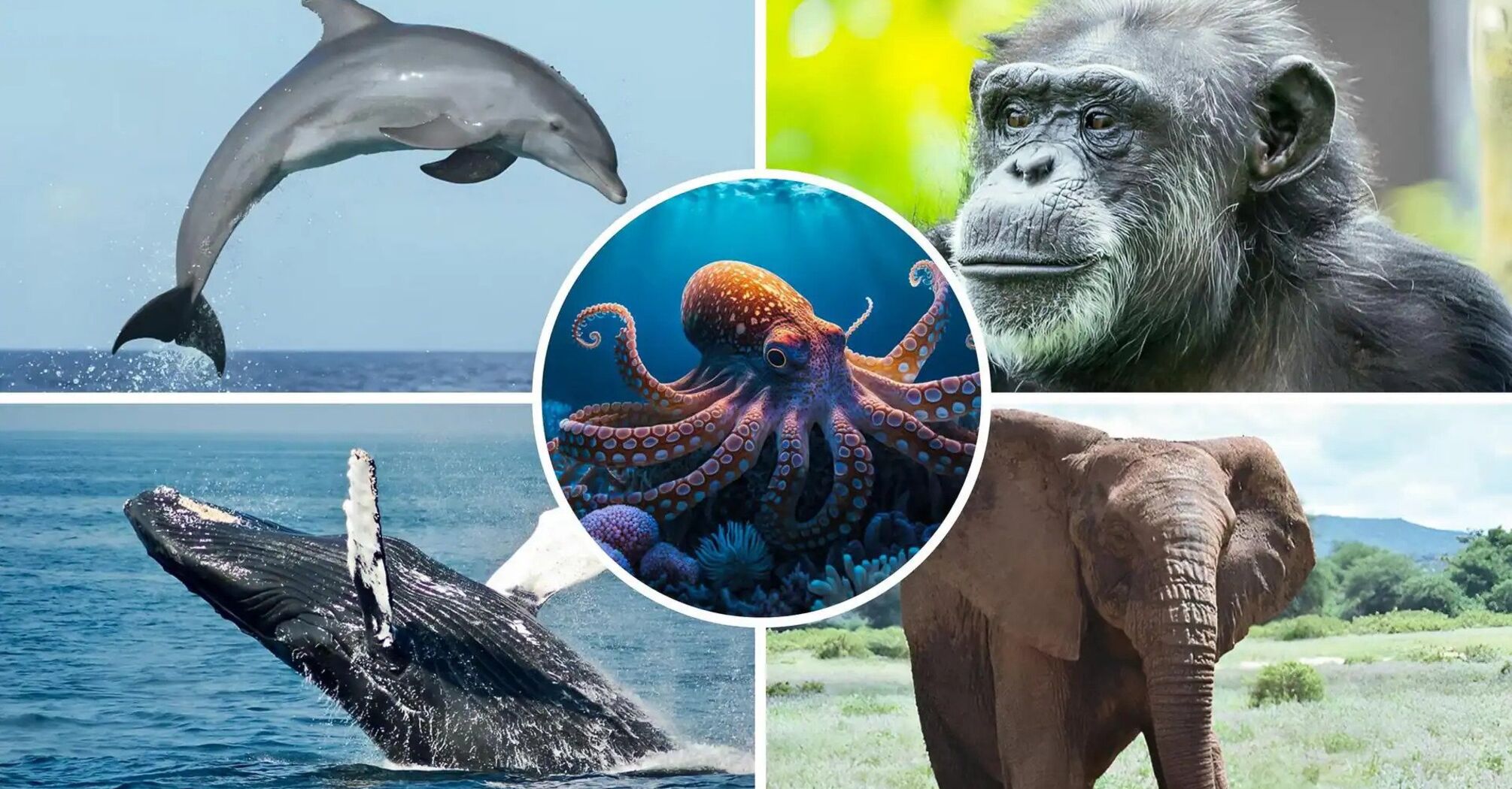 5 species of animals with better memories than humans
