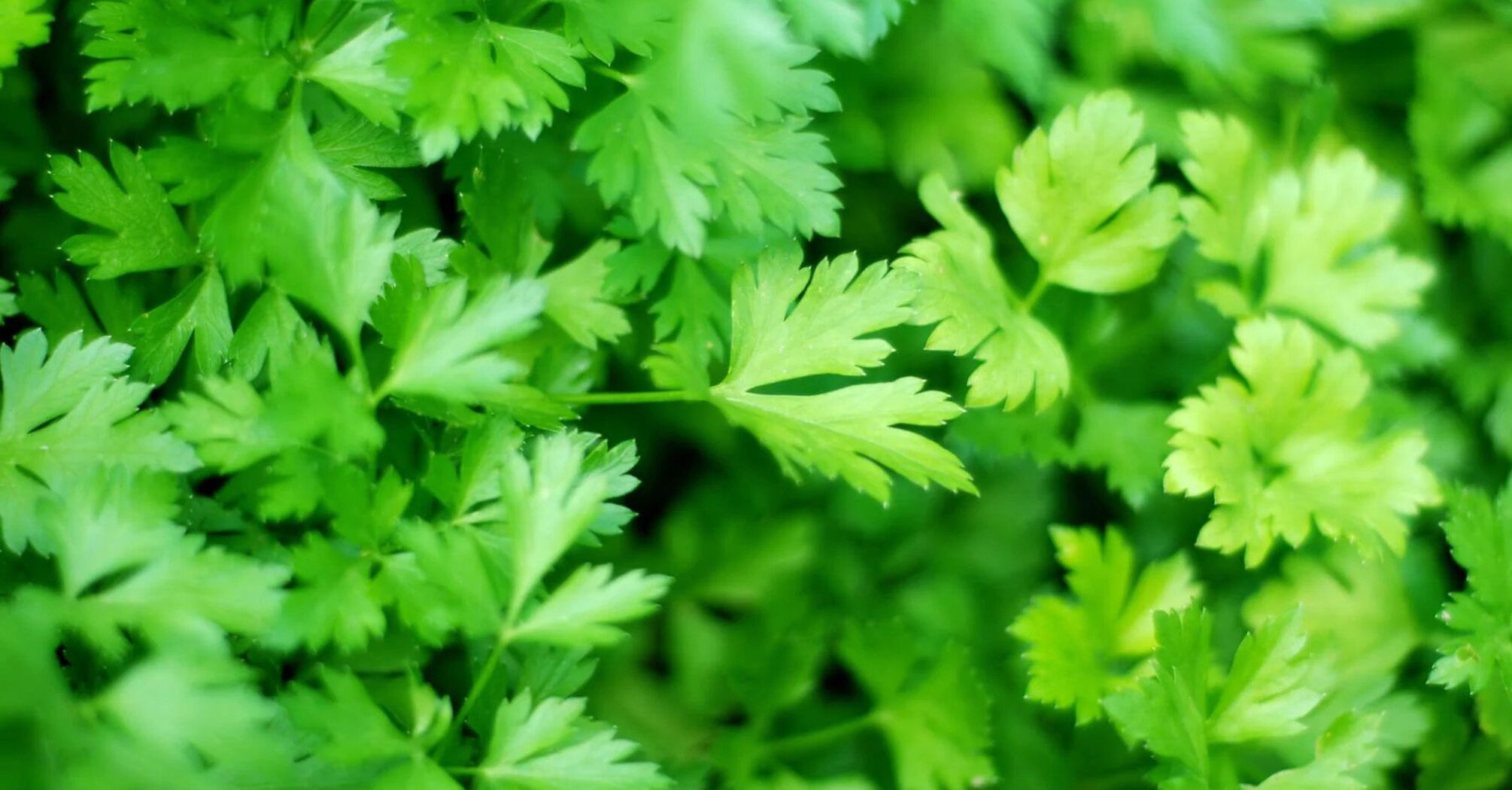 Grow abundant and juicy parsley