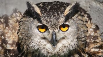 Owl - spiritual meaning of hearing