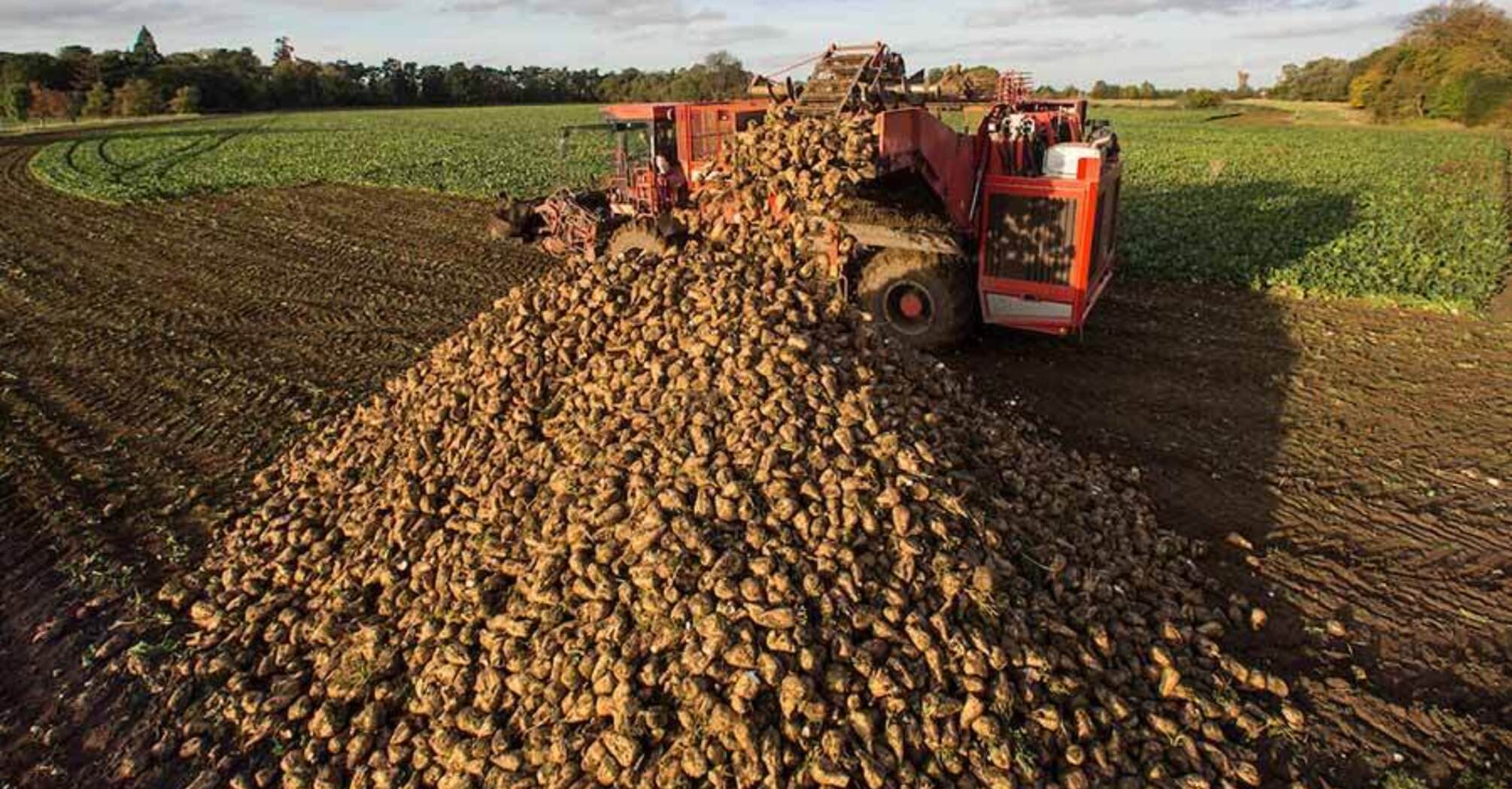 The best time for a generous beet harvest in 2024