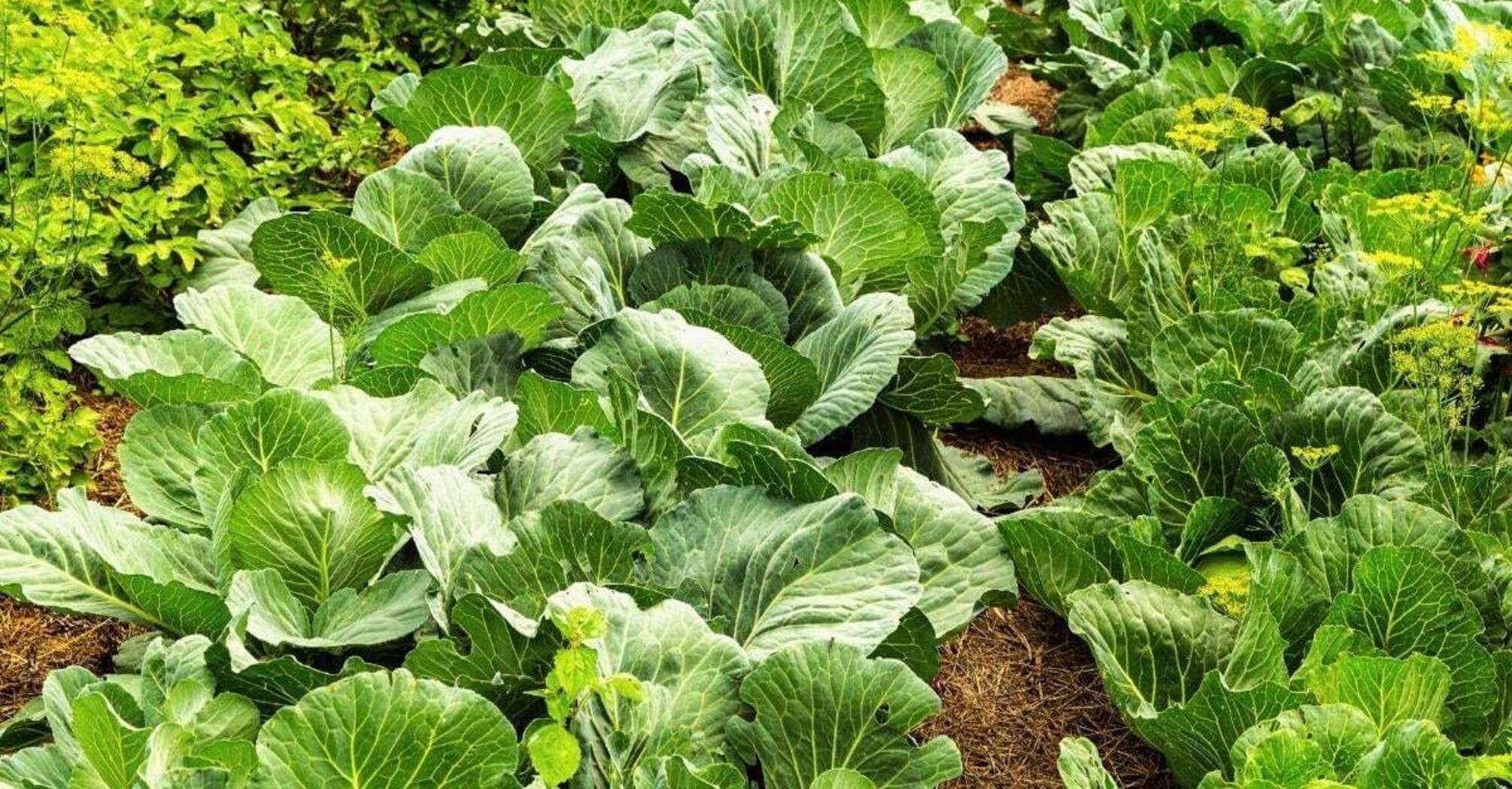 After which plants should not plant cabbage