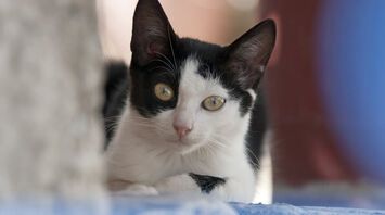 What do cat colors mean