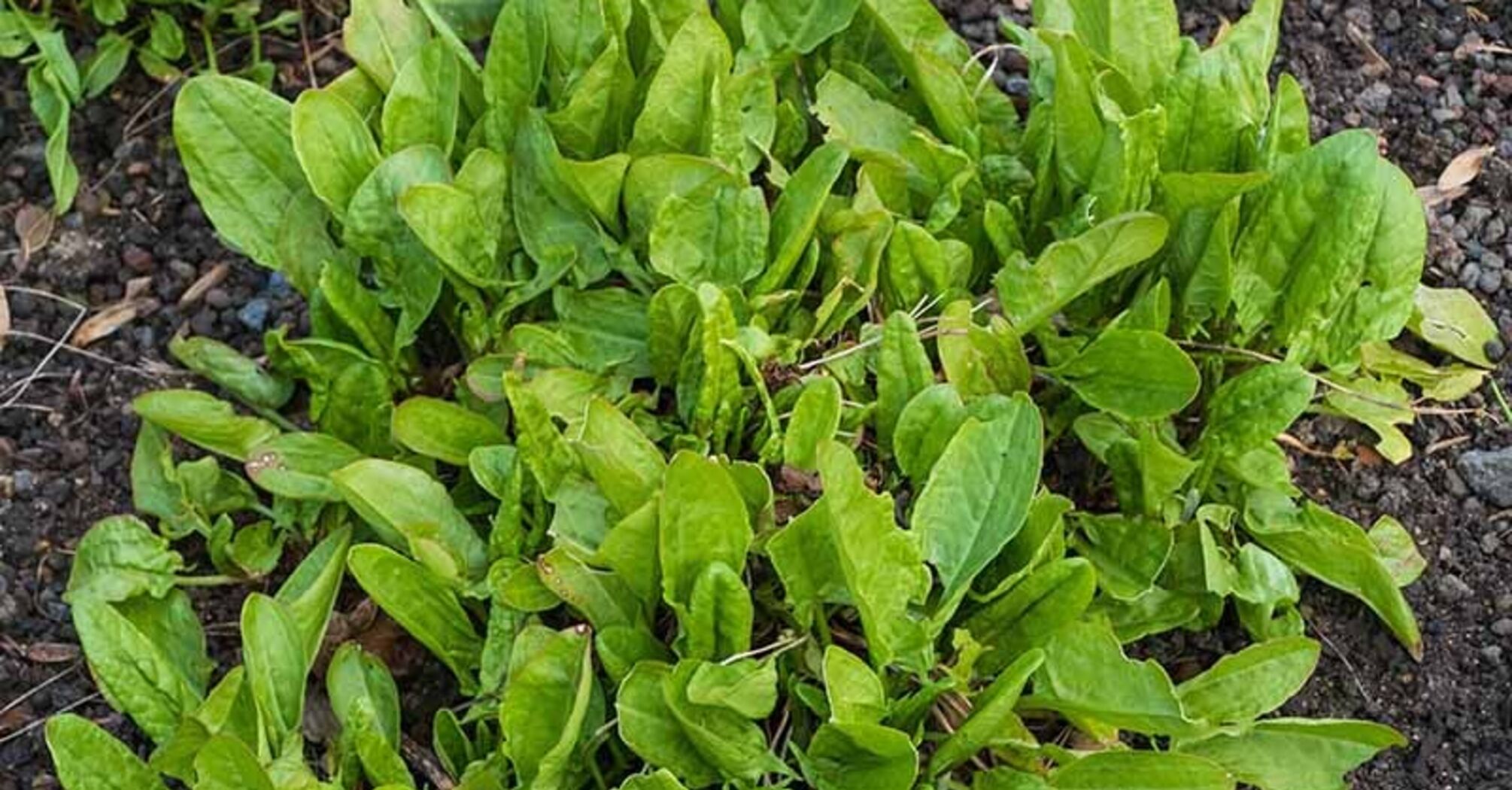 Why you should give up planting sorrel in the garden