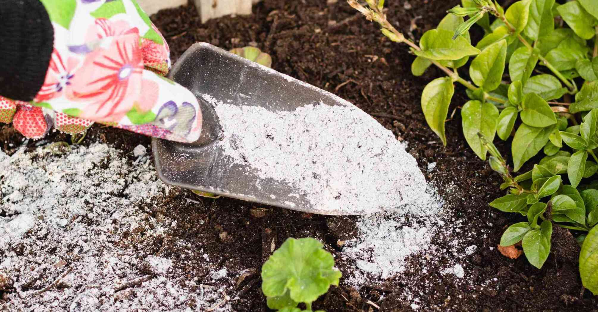 Using wood ash to protect plants