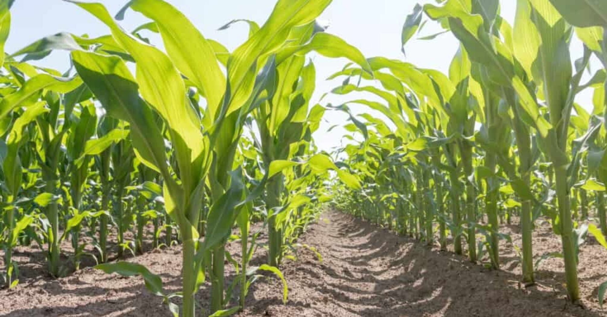 When to sow corn to get a good harvest