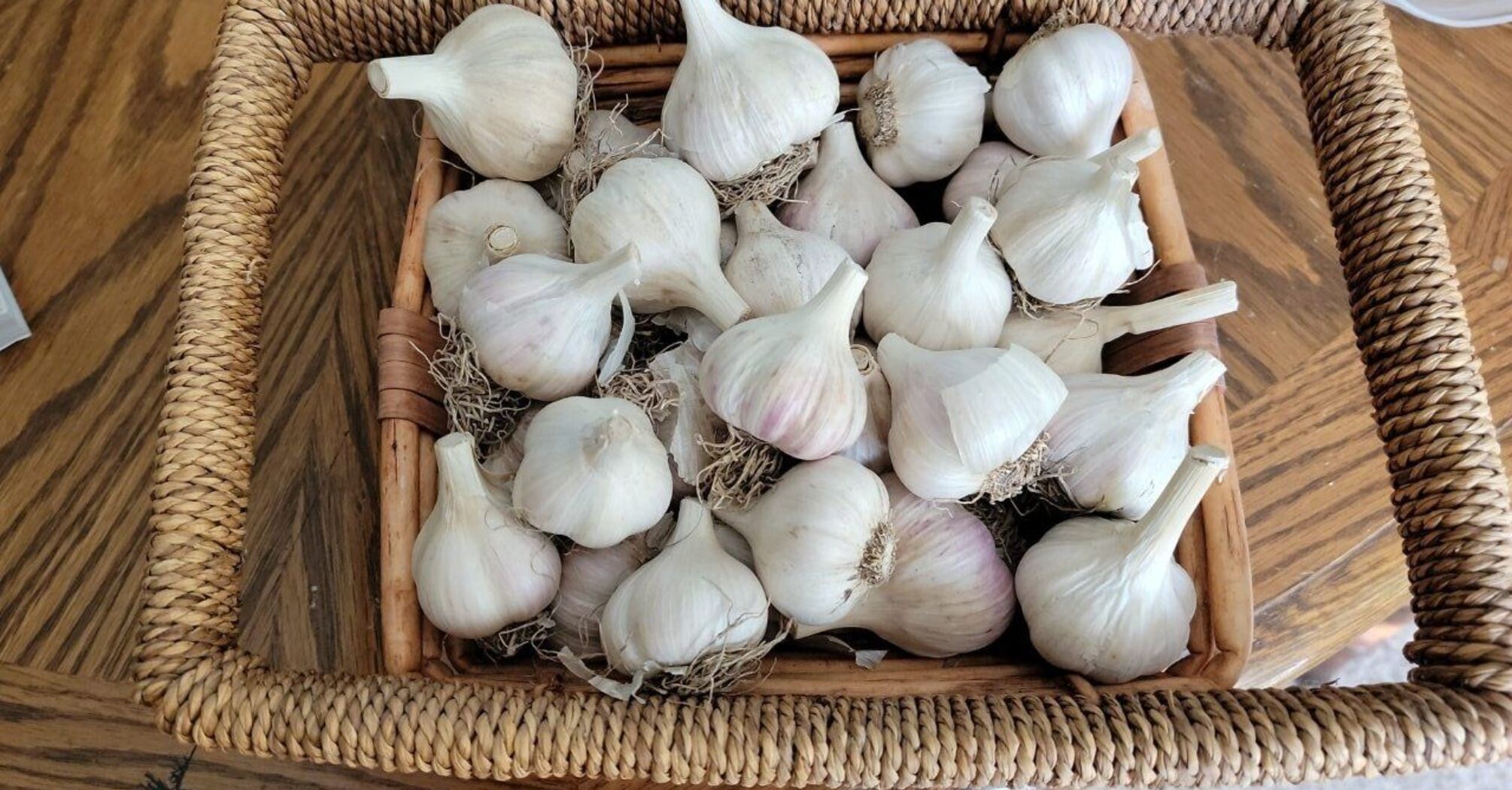 Planting garlic in 2024