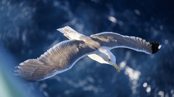 What does bird droppings mean on you?