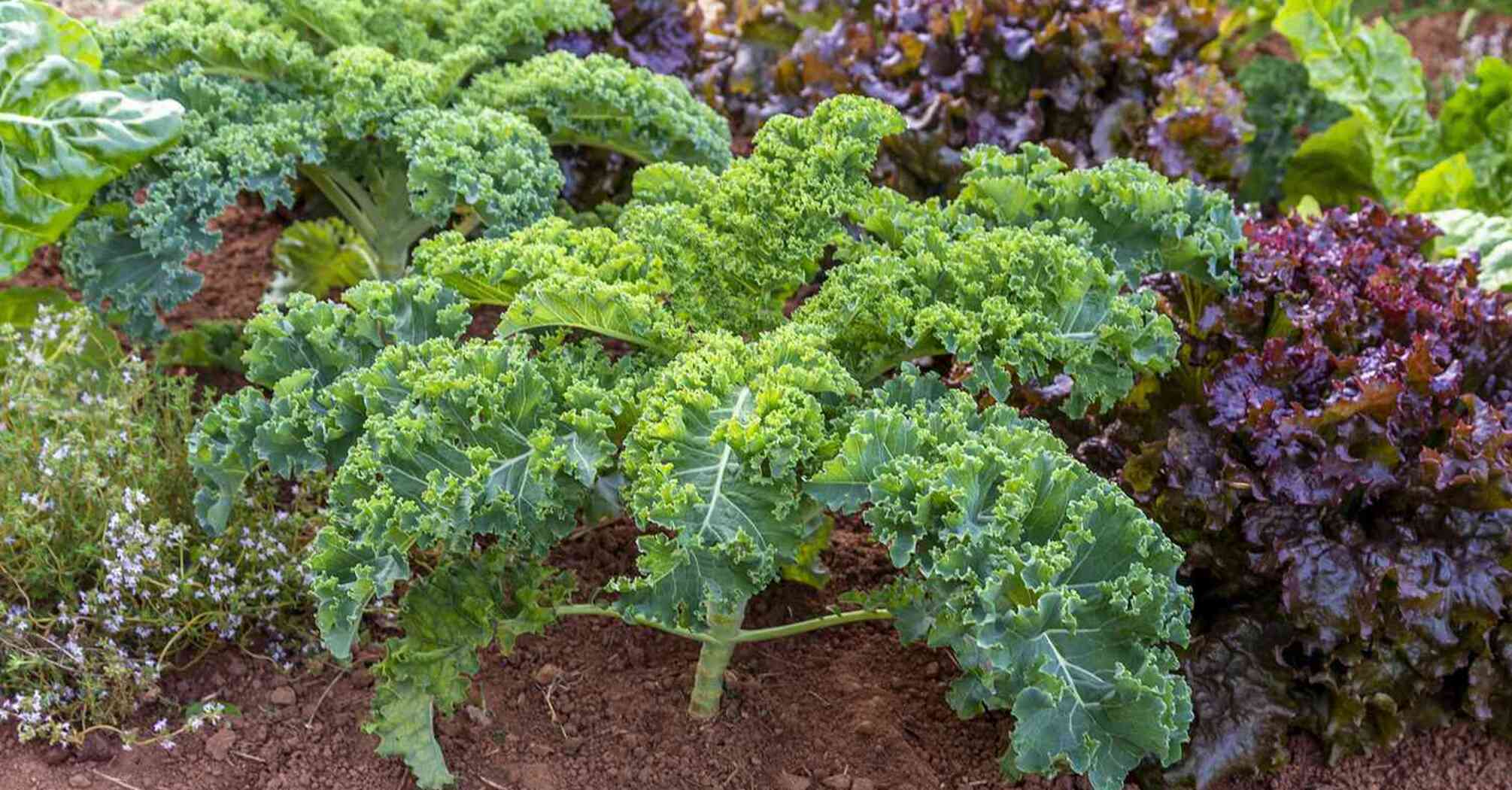 When to sow vegetables and greens in open ground
