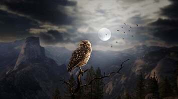 The significance of a bird singing at night