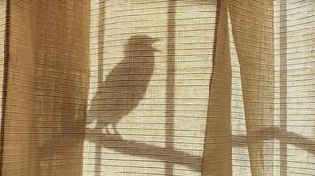 What does it mean when a bird flies into the house?