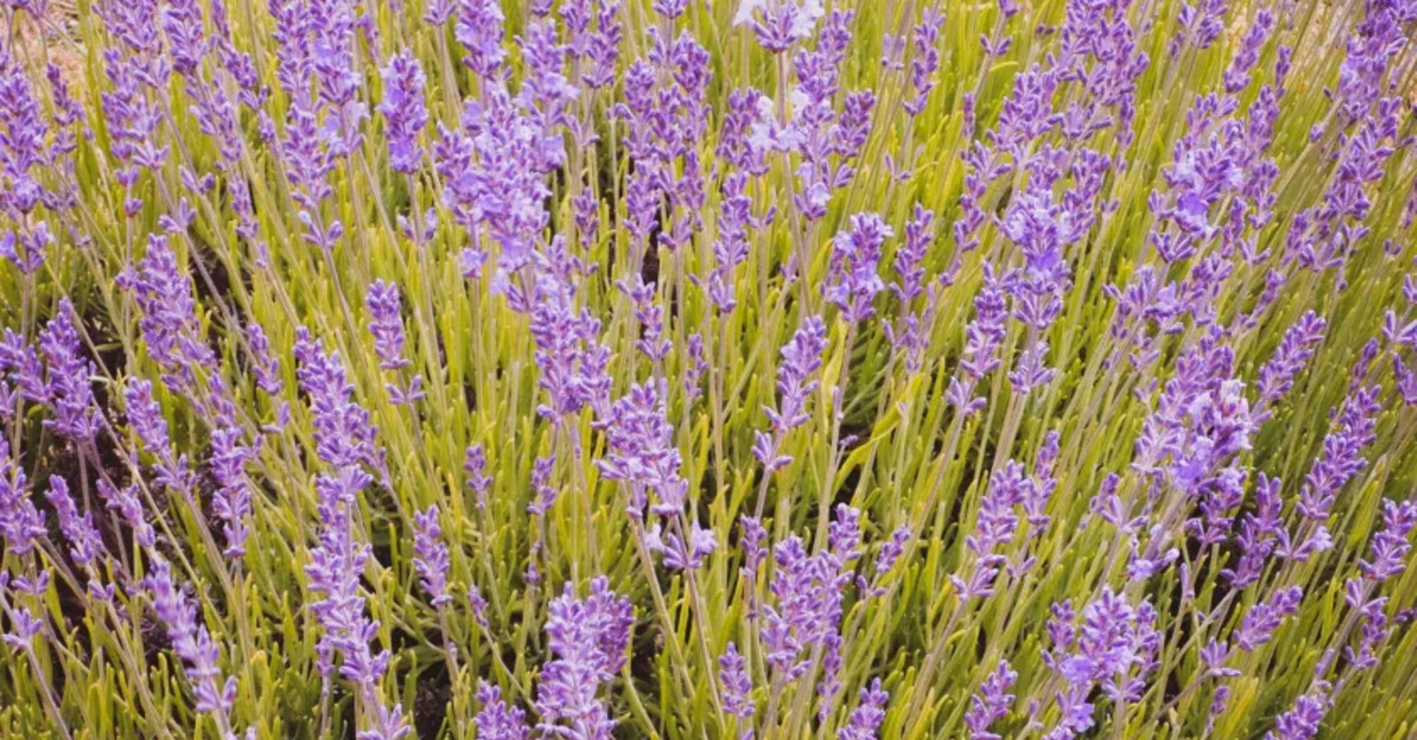 What lavender can improve