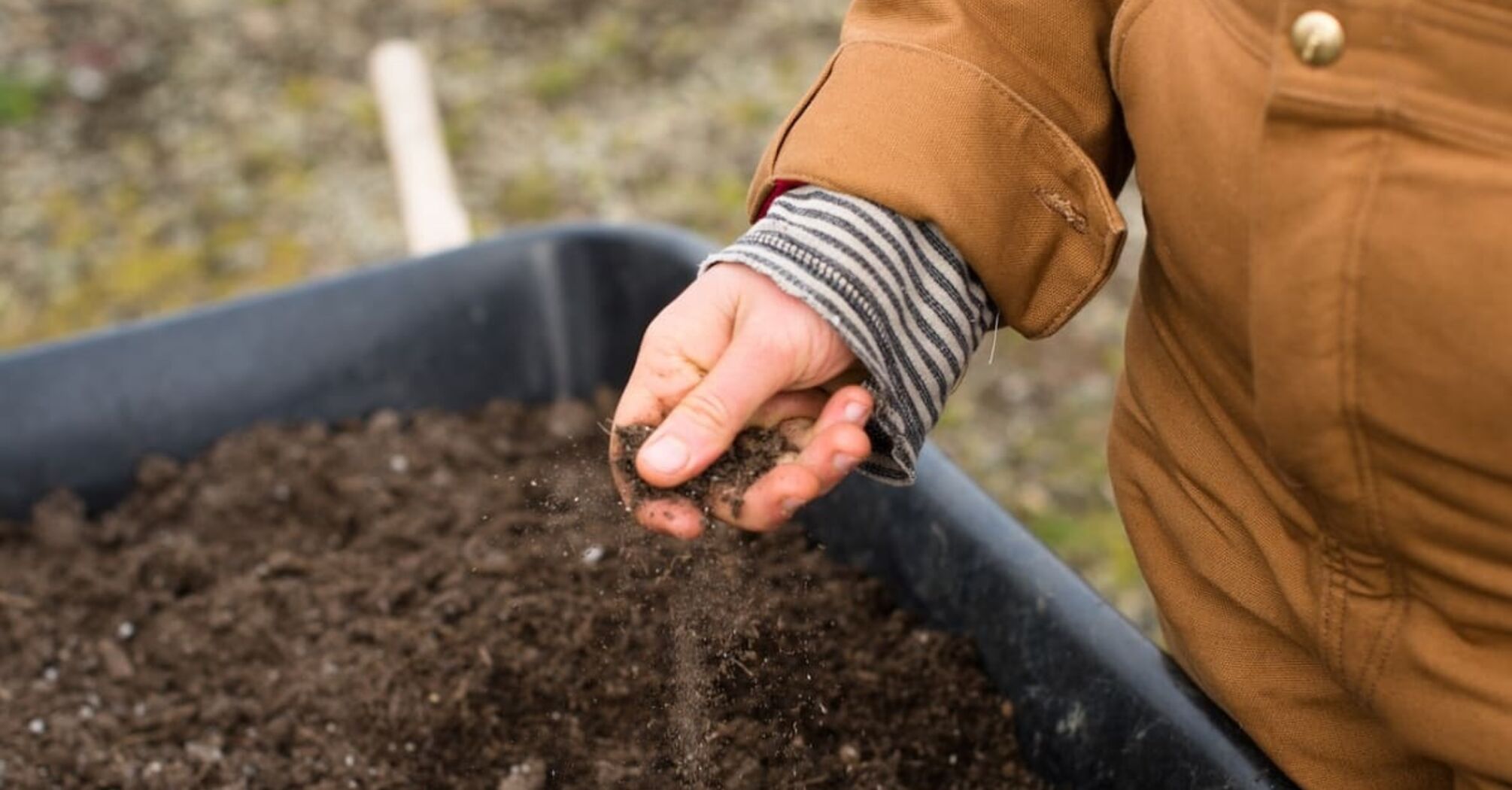 Is it worth sterilizing the soil for seedlings