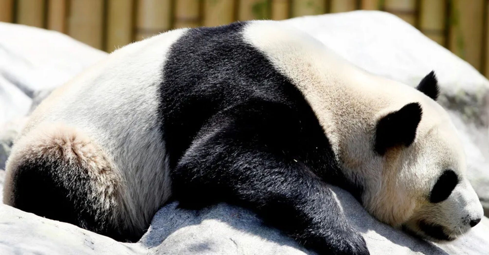Giant pandas living in captivity suffer