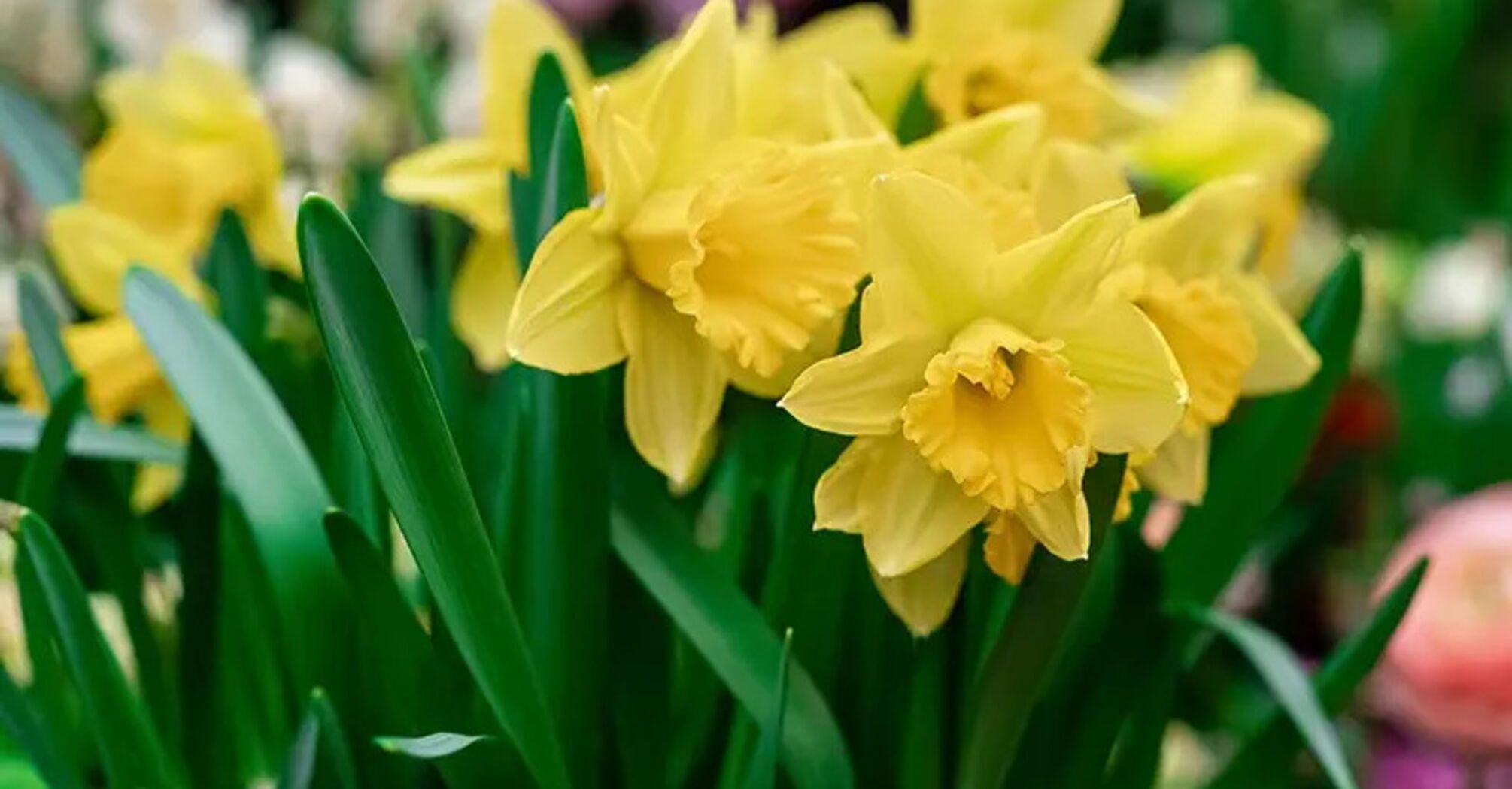 How to improve daffodil flowering