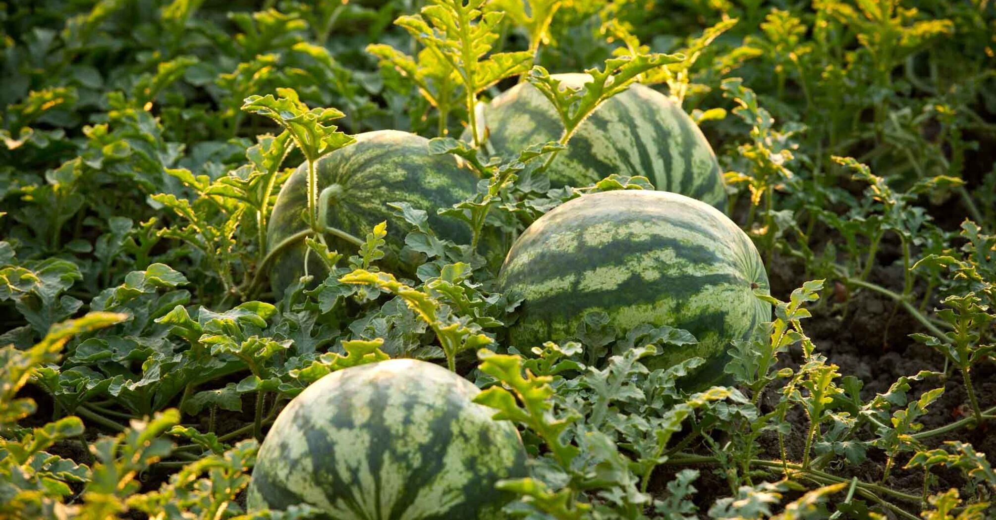 When and how to plant watermelons and melons for seedlings