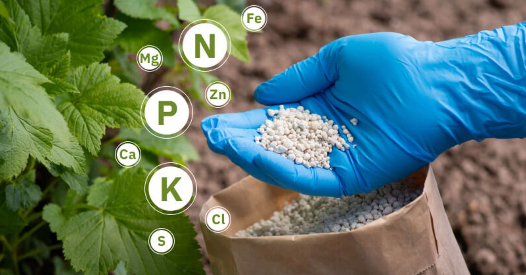 5 most popular types of fertilizers 