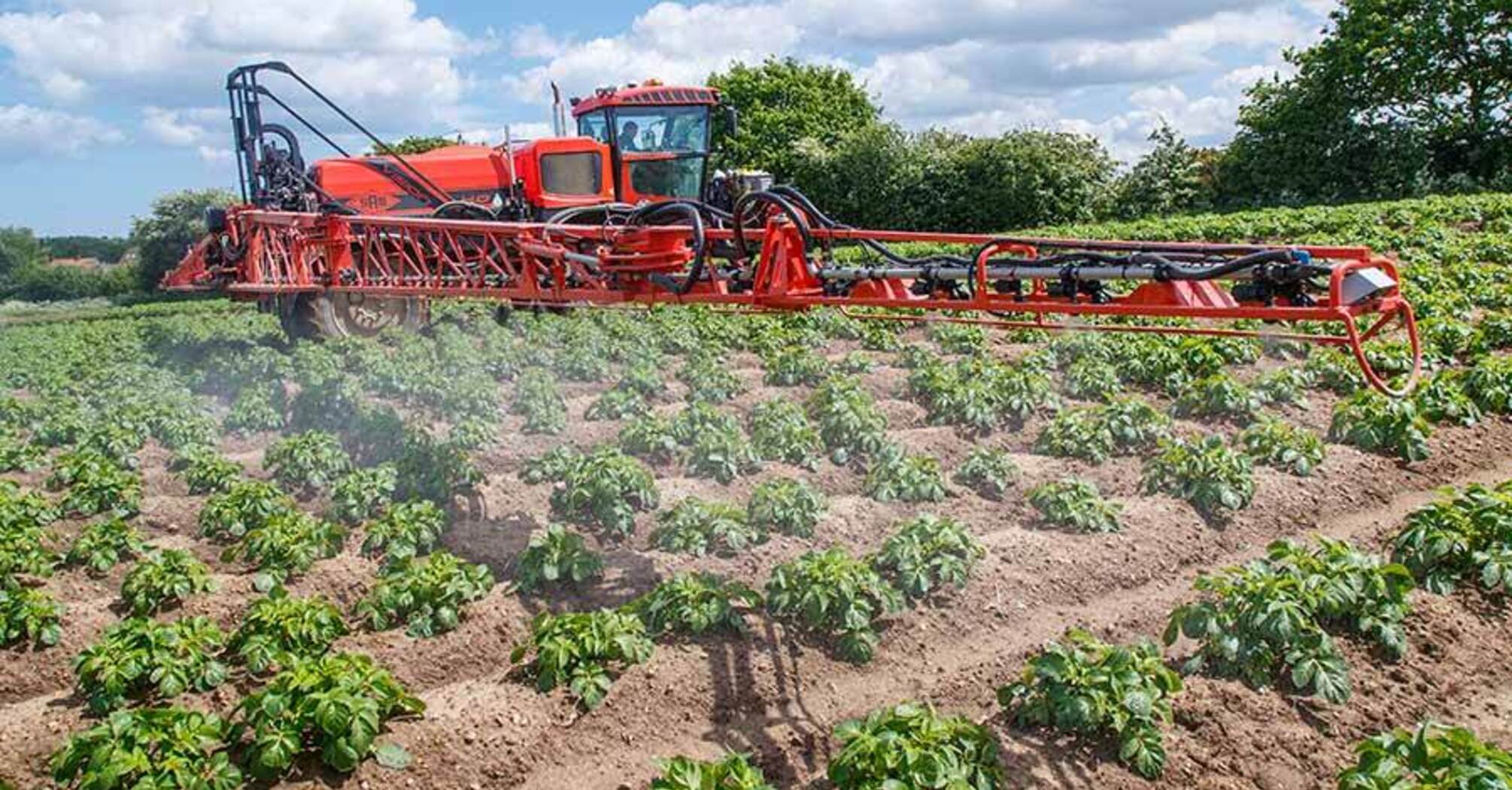 Spraying potatoes without chemicals