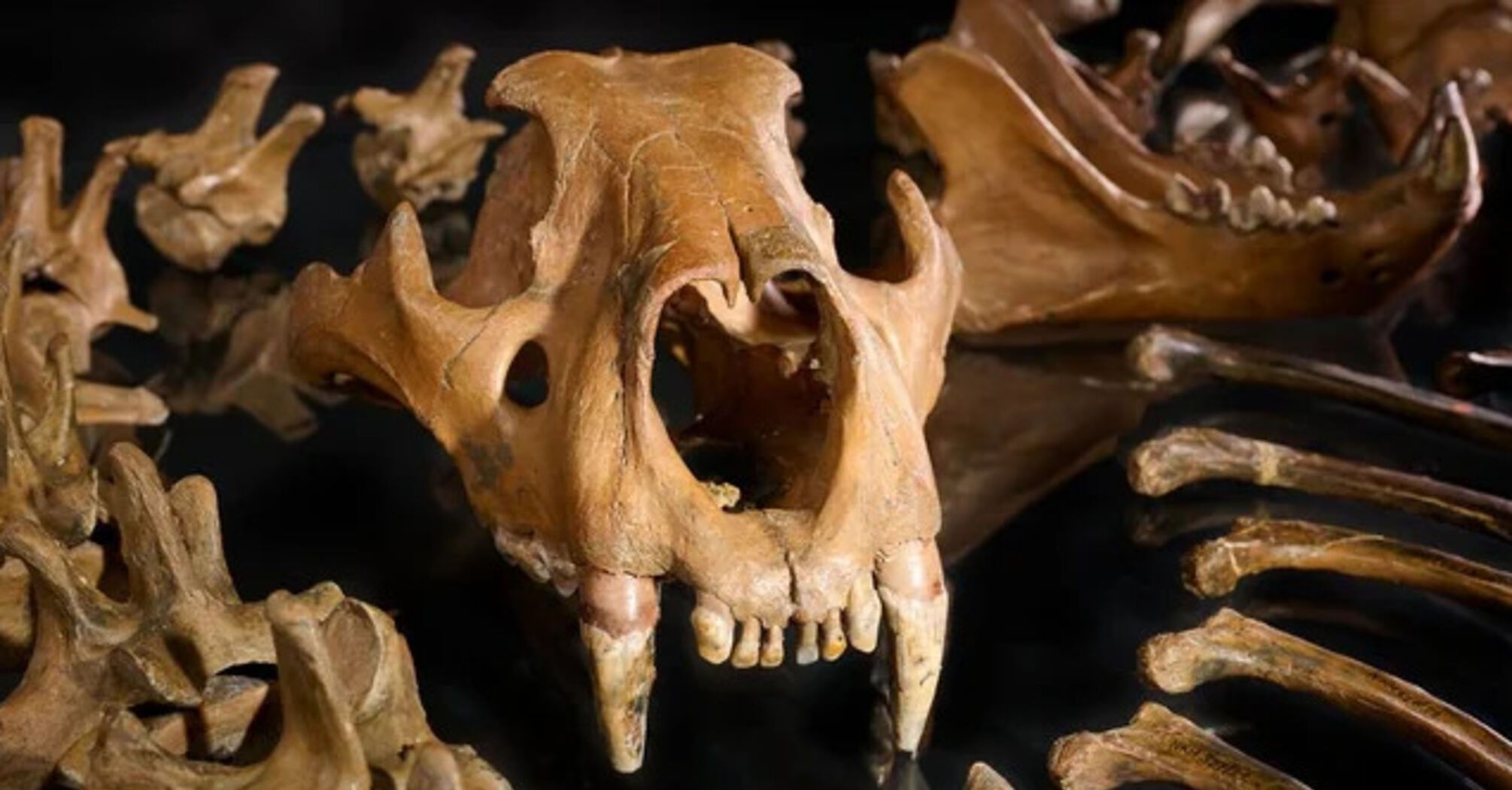 Scientists have found first evidence of cave lions
