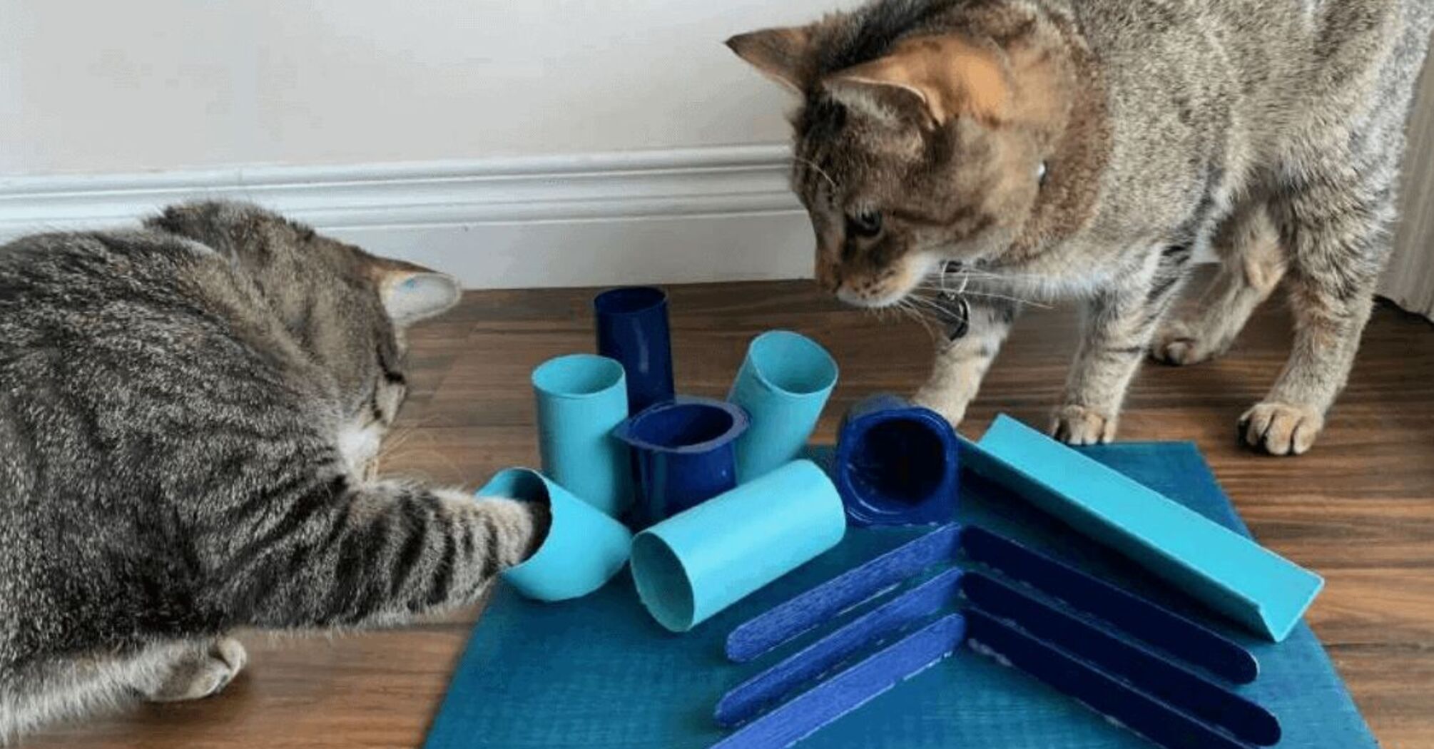 How to make 5 interesting toys for a cat