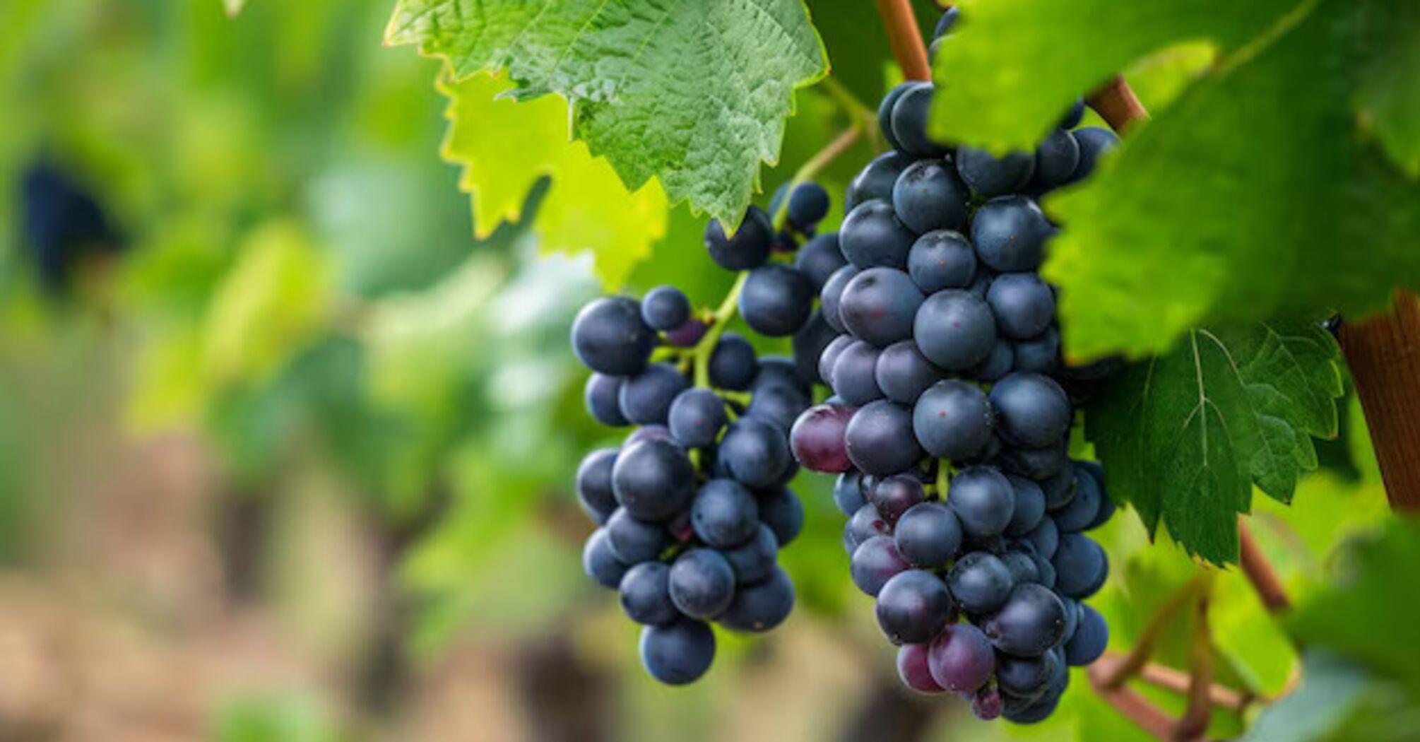 How to ensure a bountiful grape harvest