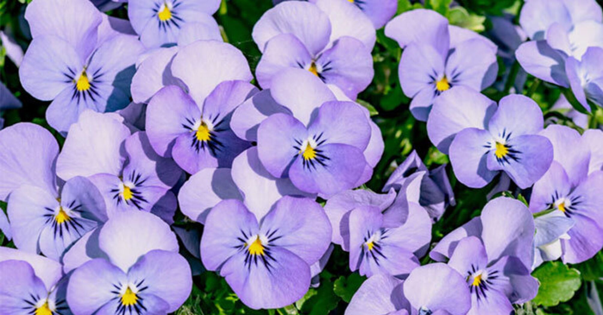 Superstitions about violets