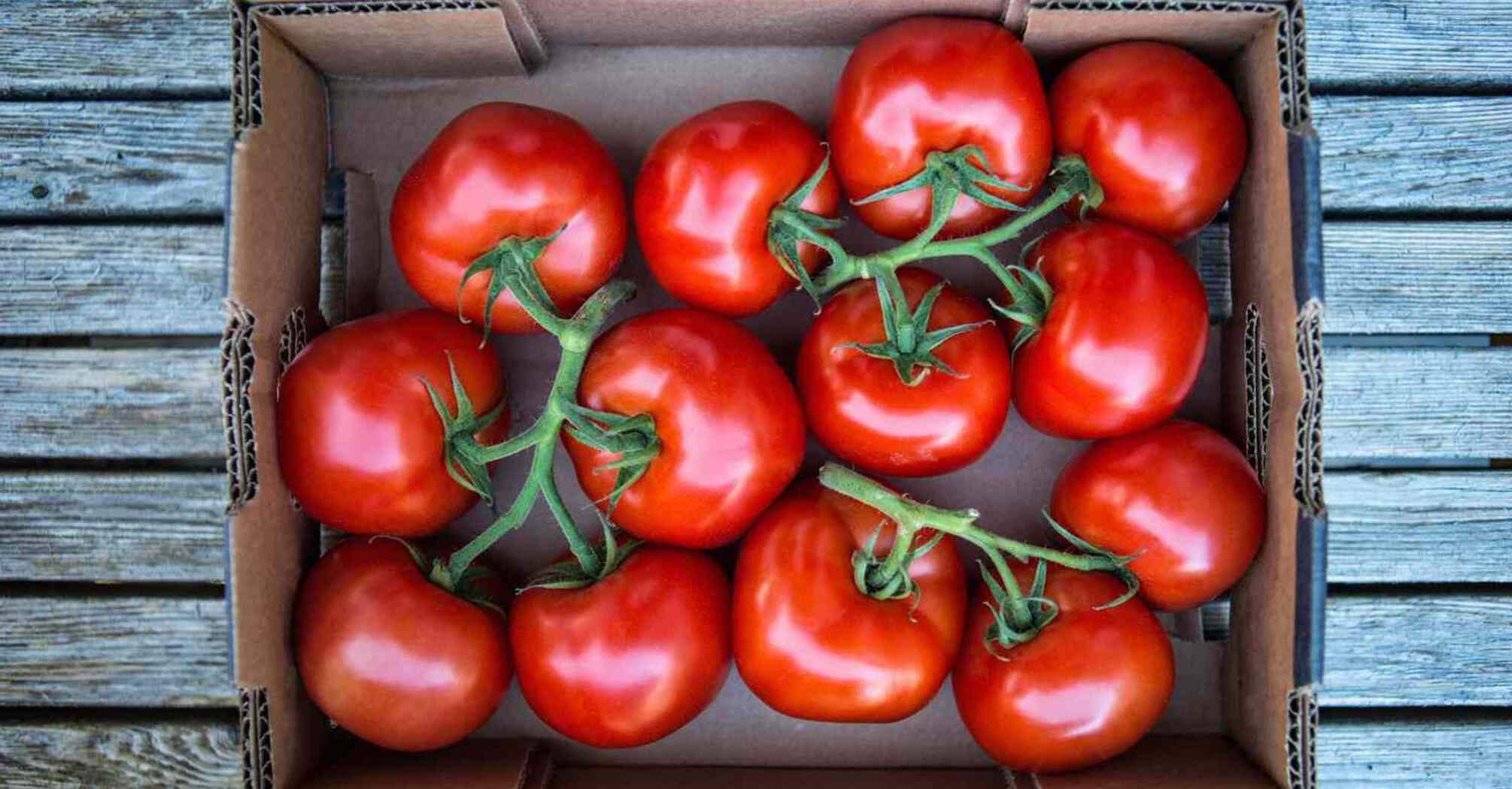 Keeping summer tomatoes fresh