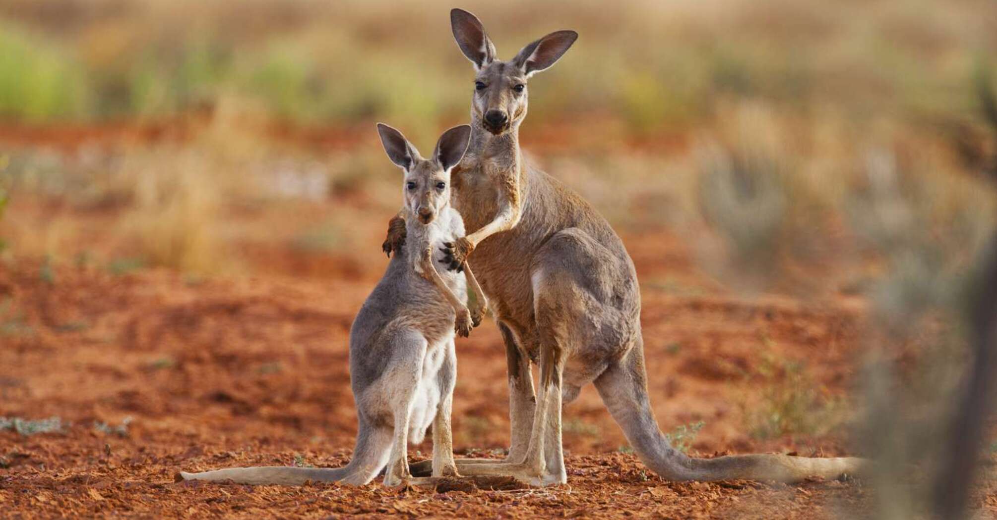 5 interesting facts about kangaroos